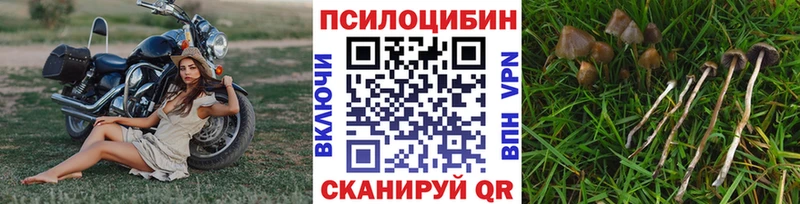 Псилоцибиновые грибы Psilocybe  Аркадак 